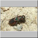 z Parasit des Bienenwolf - Hedychrum rutilans - Goldwespe 02.jpg